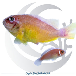 Captive-bred Pink Skunk Clownfish pair Amphiprion perideraion with pink and yellow coloration and distinctive white stripes