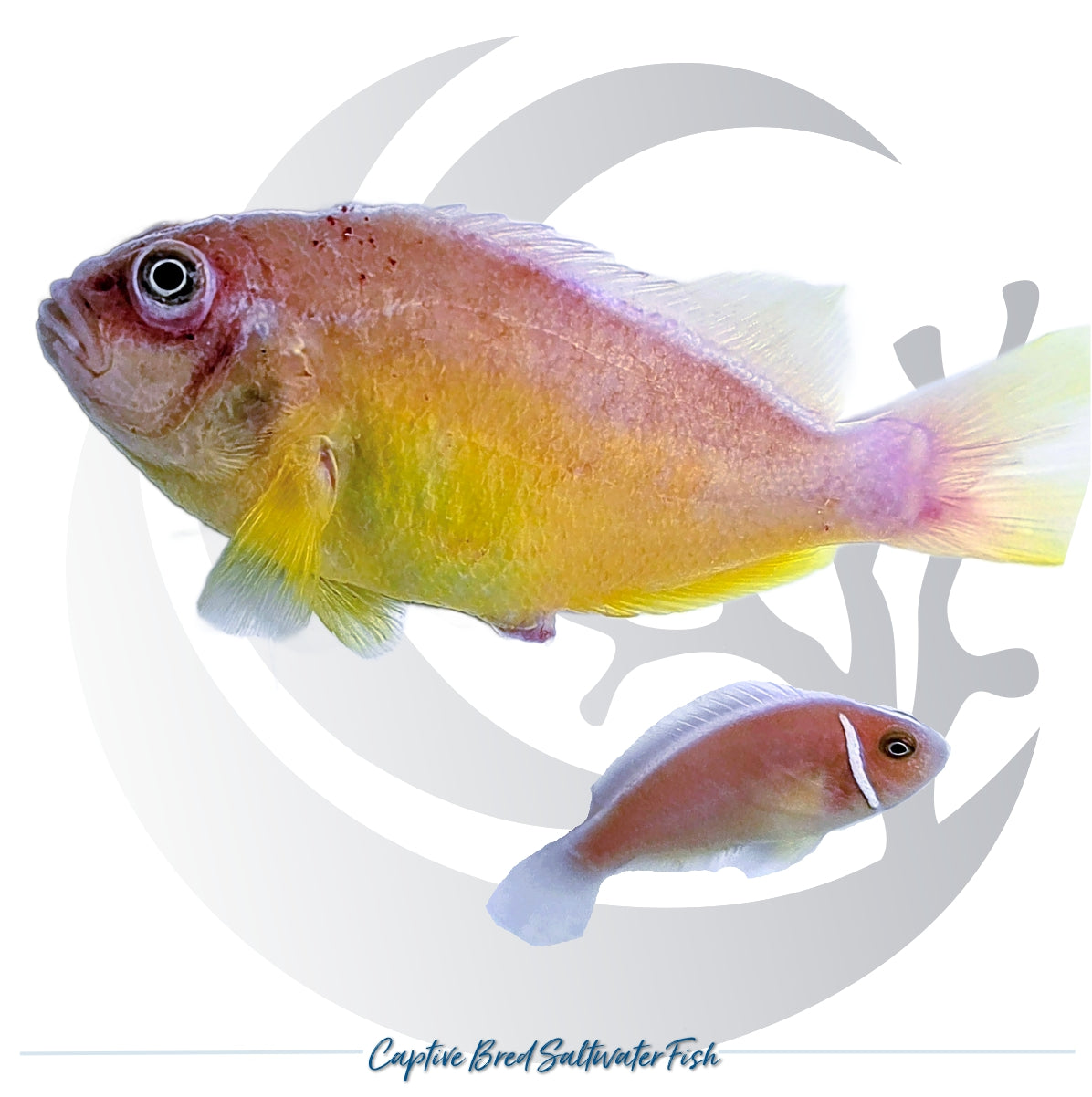 Captive-bred Pink Skunk Clownfish pair Amphiprion perideraion with pink and yellow coloration and distinctive white stripes