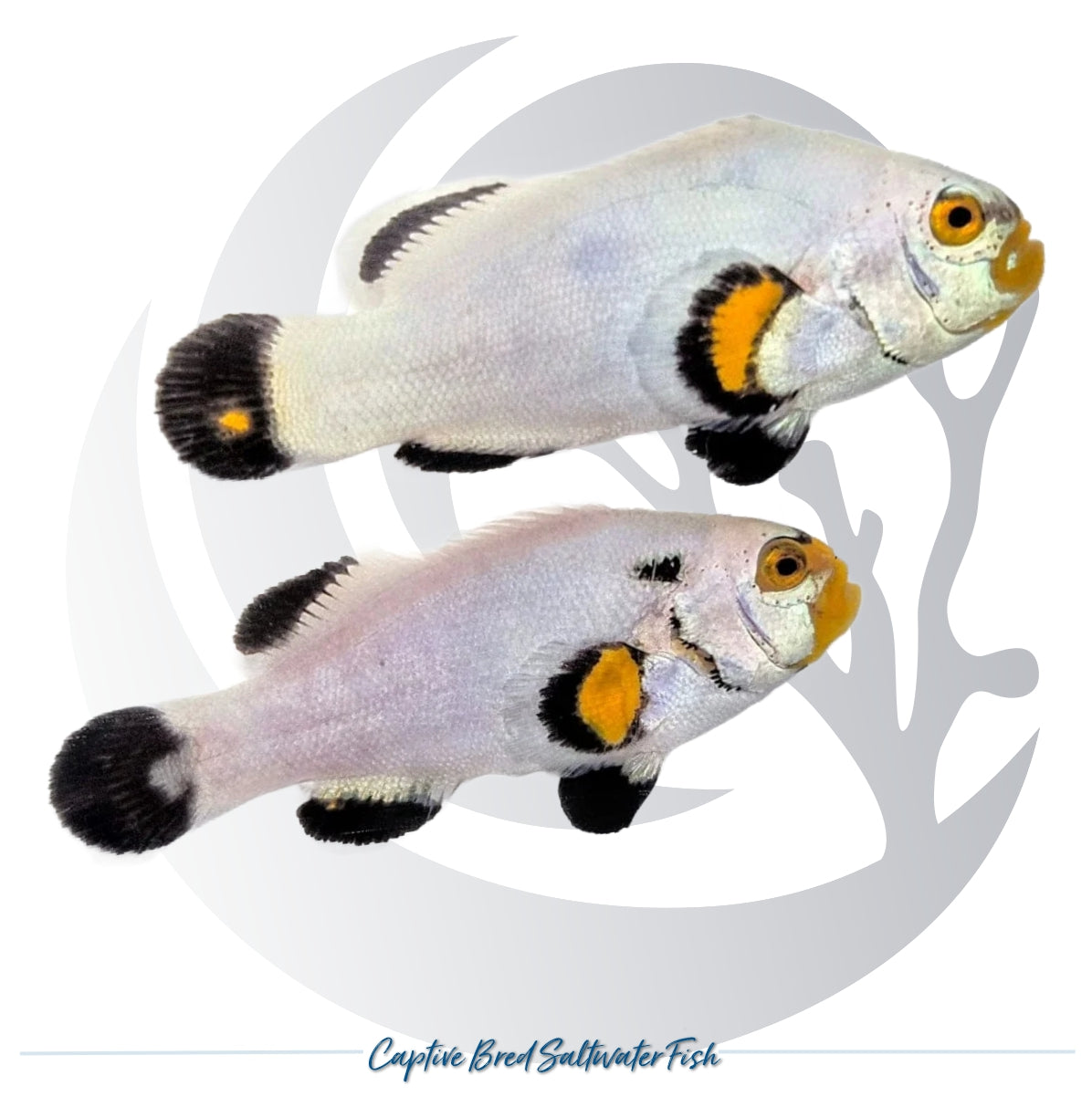 Captive-bred Platinum Clownfish pair Amphiprion percula with white bodies, orange faces and black fin markings