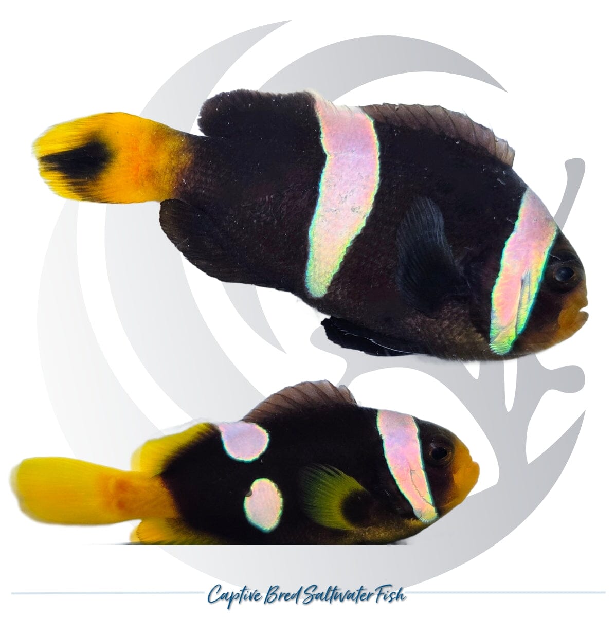 Captive-bred Sebae Clownfish pair Amphiprion sebae with dark bodies, broad white bands and yellow tails