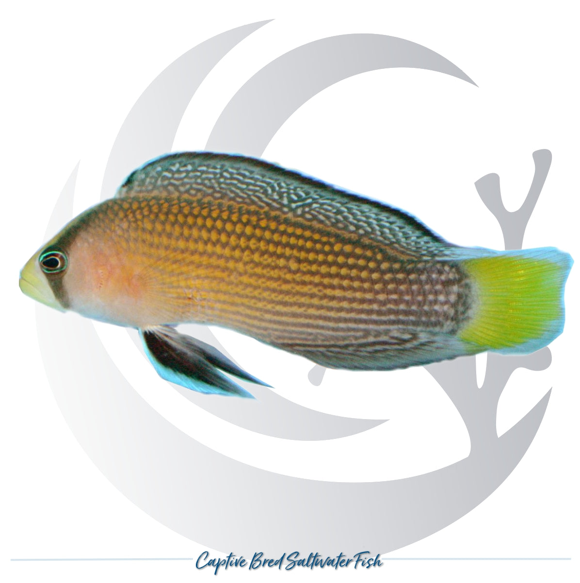 Captive-bred Splendid Dottyback Manonichthys splendens with yellow spotted body, patterned dorsal fin and yellow tail