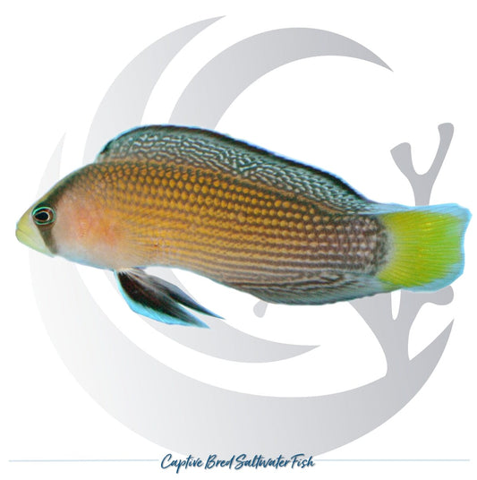Captive-bred Splendid Dottyback Manonichthys splendens with yellow spotted body, patterned dorsal fin and yellow tail