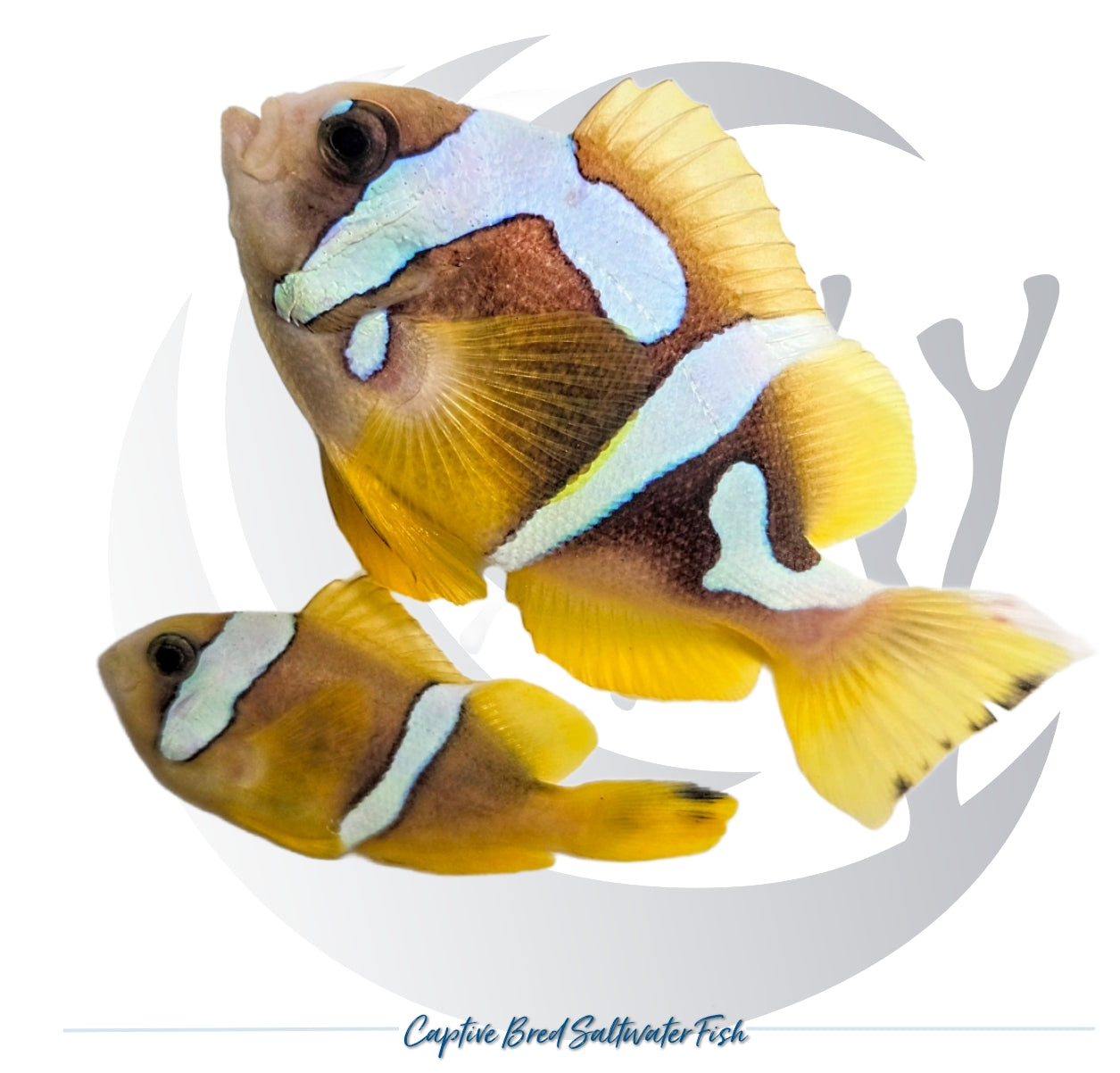 Captive-bred Spotcinctus Clownfish pair Amphiprion bicinctus with yellow fins and irregular white patterned bands