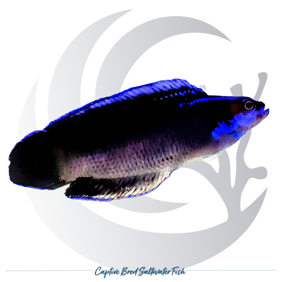 Captive-bred Springer’s Dottyback Pseudochromis springeri black and electric blue saltwater fish