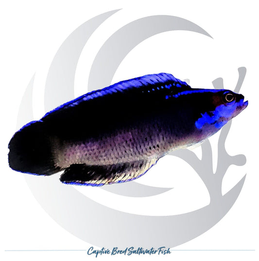 Captive-bred Springer’s Dottyback Pseudochromis springeri black and electric blue saltwater fish