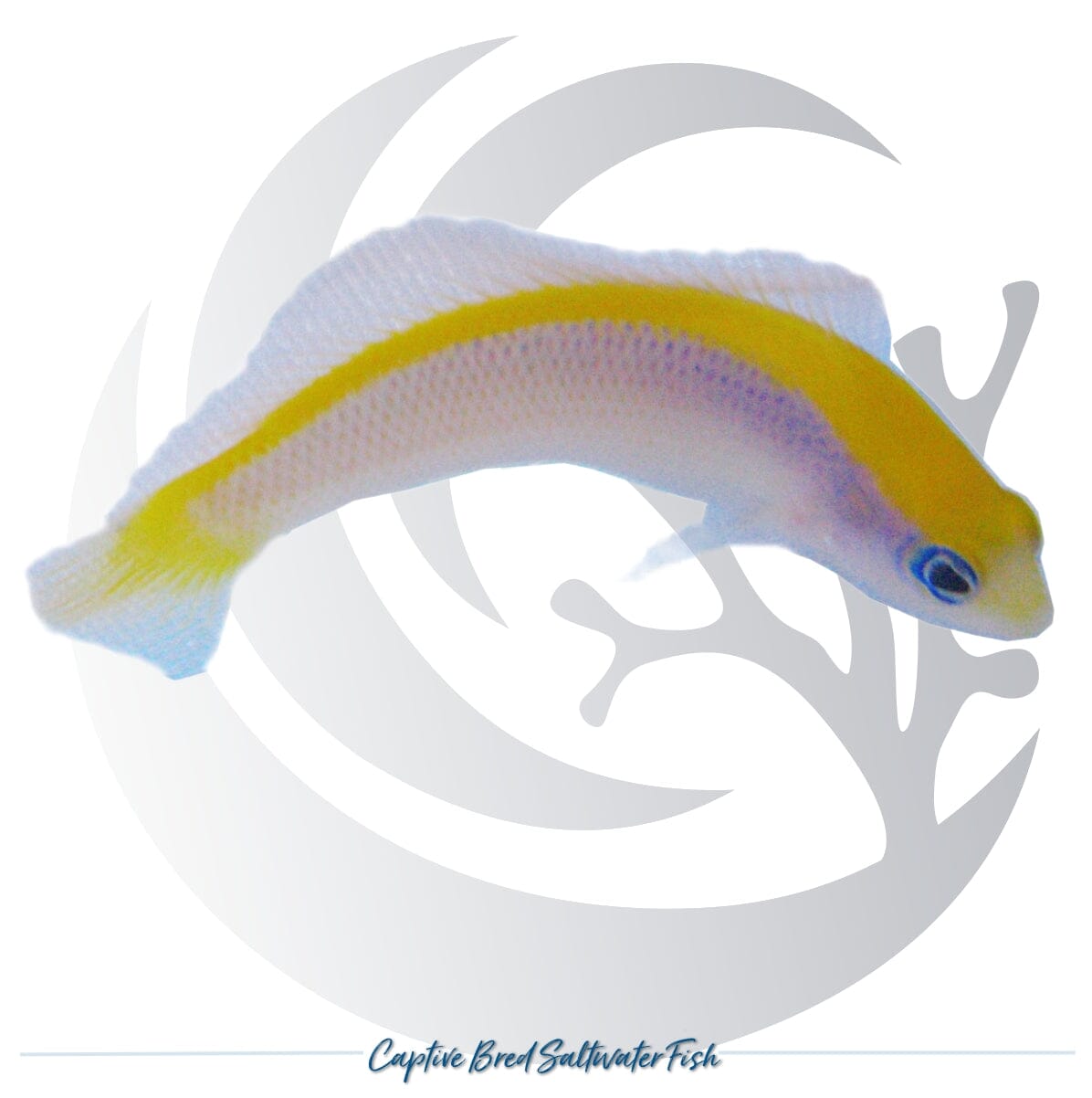 Captive-bred Sunrise Dottyback Pseudochromis flavivertex with yellow dorsal stripe and blue-white body