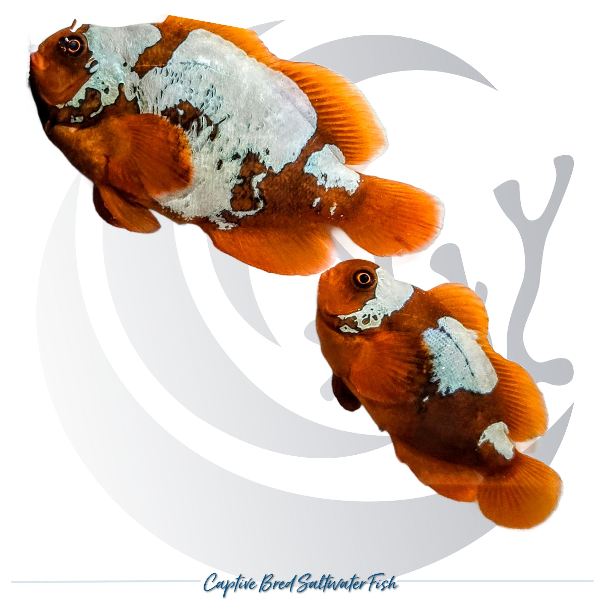 Captive-bred White Lightning Maroon Clownfish pair Amphiprion biaculeatus with red bodies and irregular white lightning patterns