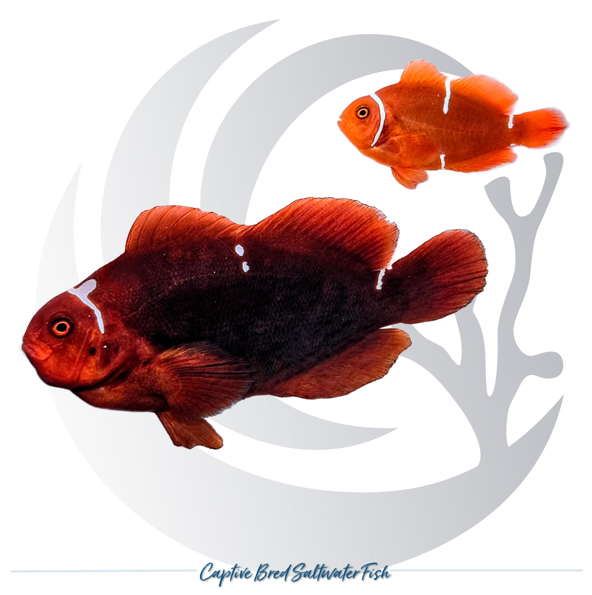 Captive-bred White Stripe Maroon Clownfish pair Amphiprion biaculeatus with deep maroon bodies and contrasting white bands