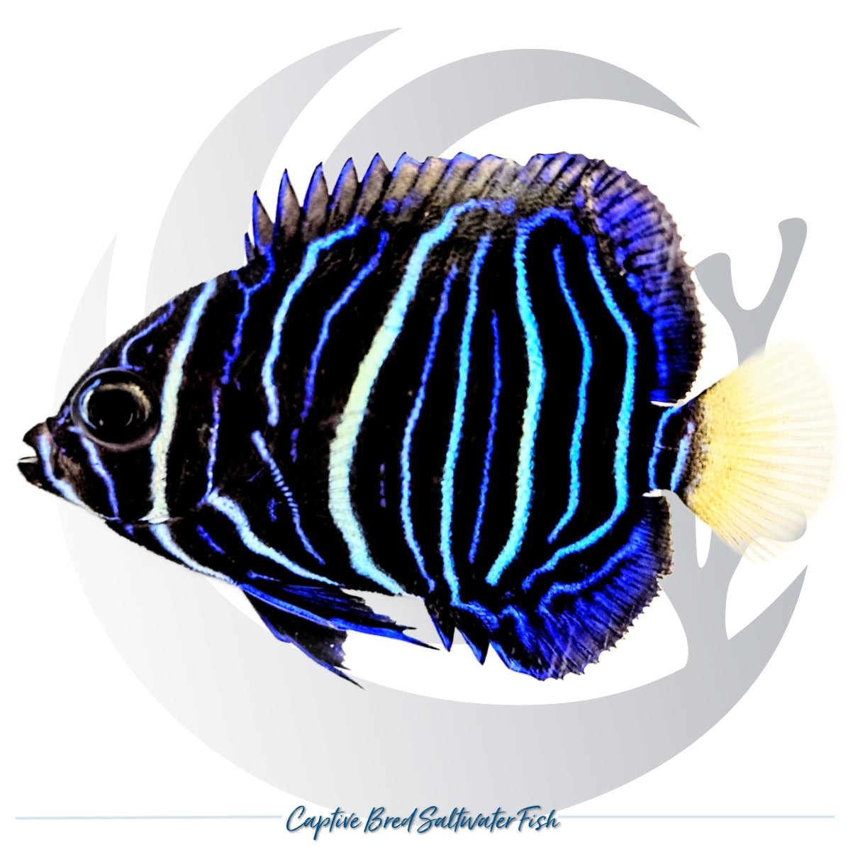 Captive-bred juvenile Yellowbar Maculosus Angelfish Pomacanthus maculosus with blue and white vertical stripes
