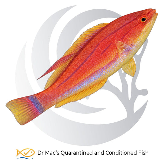 Carpenter’s Flasher Wrasse Paracheilinus carpenteri with orange-red body, vivid blue stripes and yellow-red fins