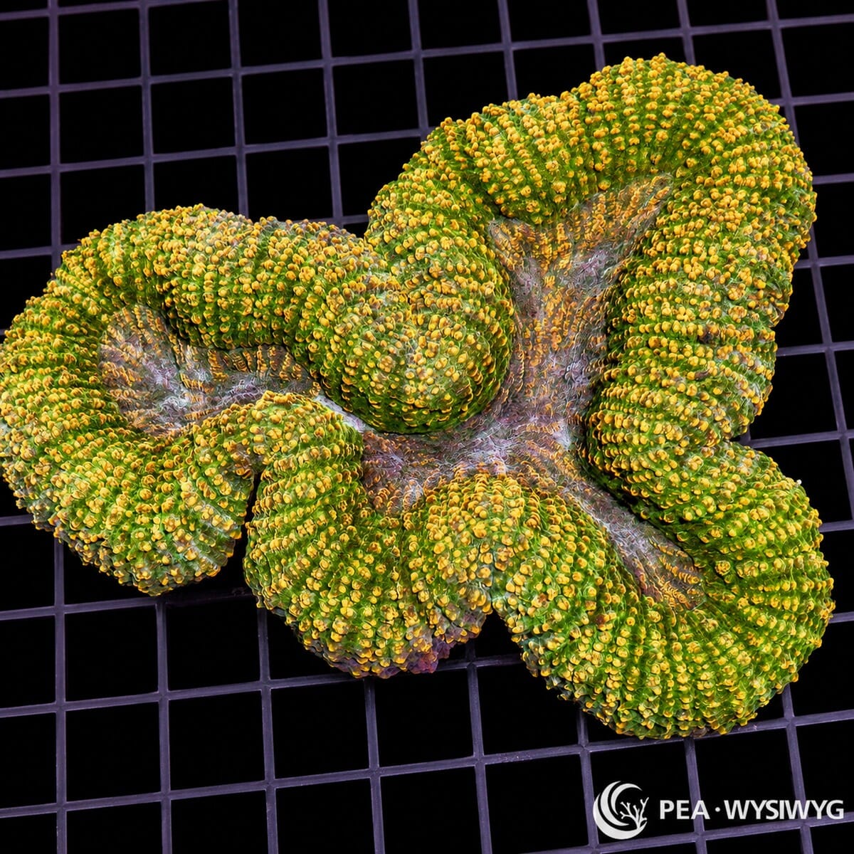 Golden Carpet Lobophyllia LPS coral colony WYSIWYG with green and gold textured tissue