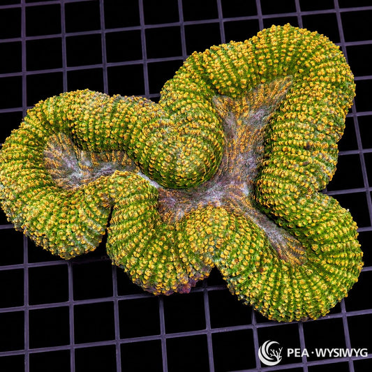 Golden Carpet Lobophyllia LPS coral colony WYSIWYG with green and gold textured tissue
