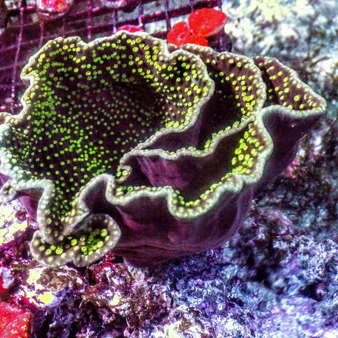 Neon Polyp Scrolling Turbinaria Turbinaria reniformis LPS coral colony