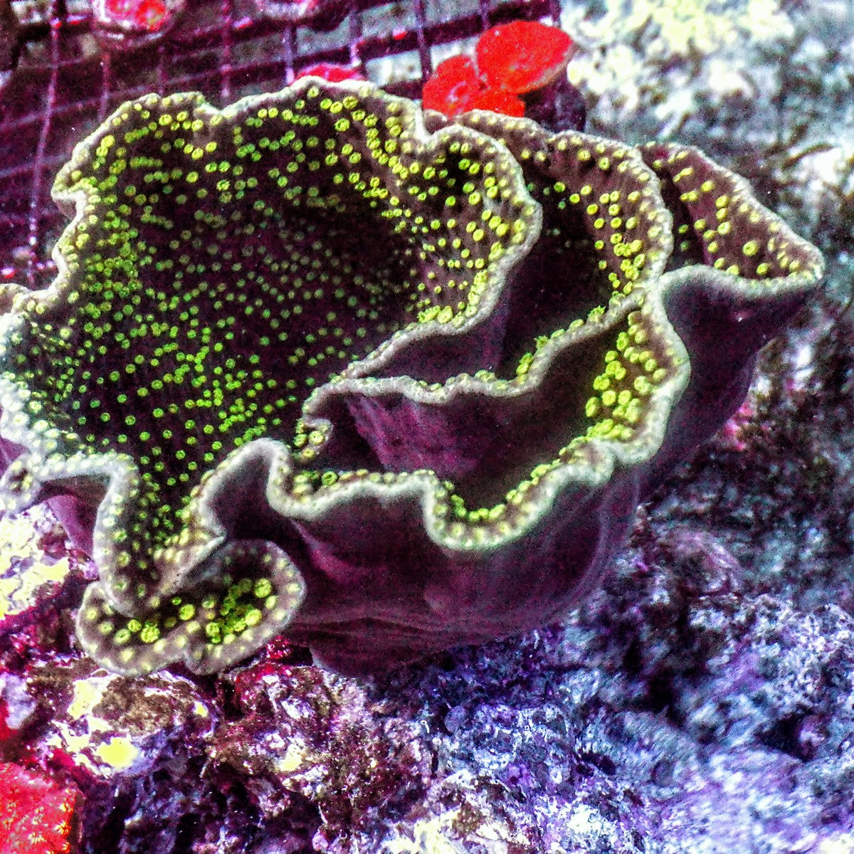 Neon Polyp Scrolling Turbinaria Turbinaria reniformis LPS coral colony