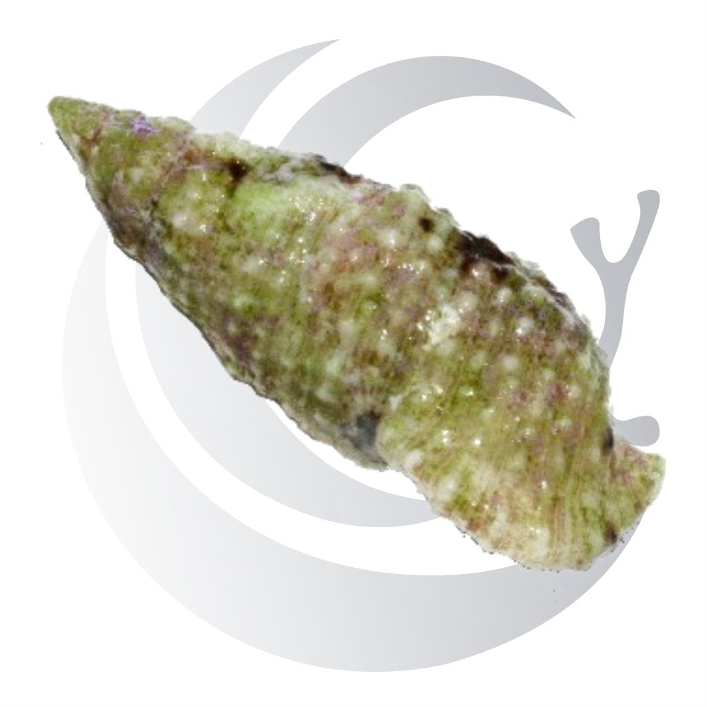 Cerith Snail (Cerithium spp.), detritus and film algae grazer, small saltwater aquarium invert