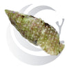 Cerith Snail (Cerithium spp.), detritus and film algae grazer, small saltwater aquarium invert
