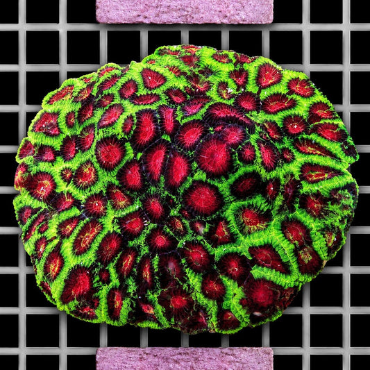Christmas Favia Dipsastraea species red and green LPS coral colony