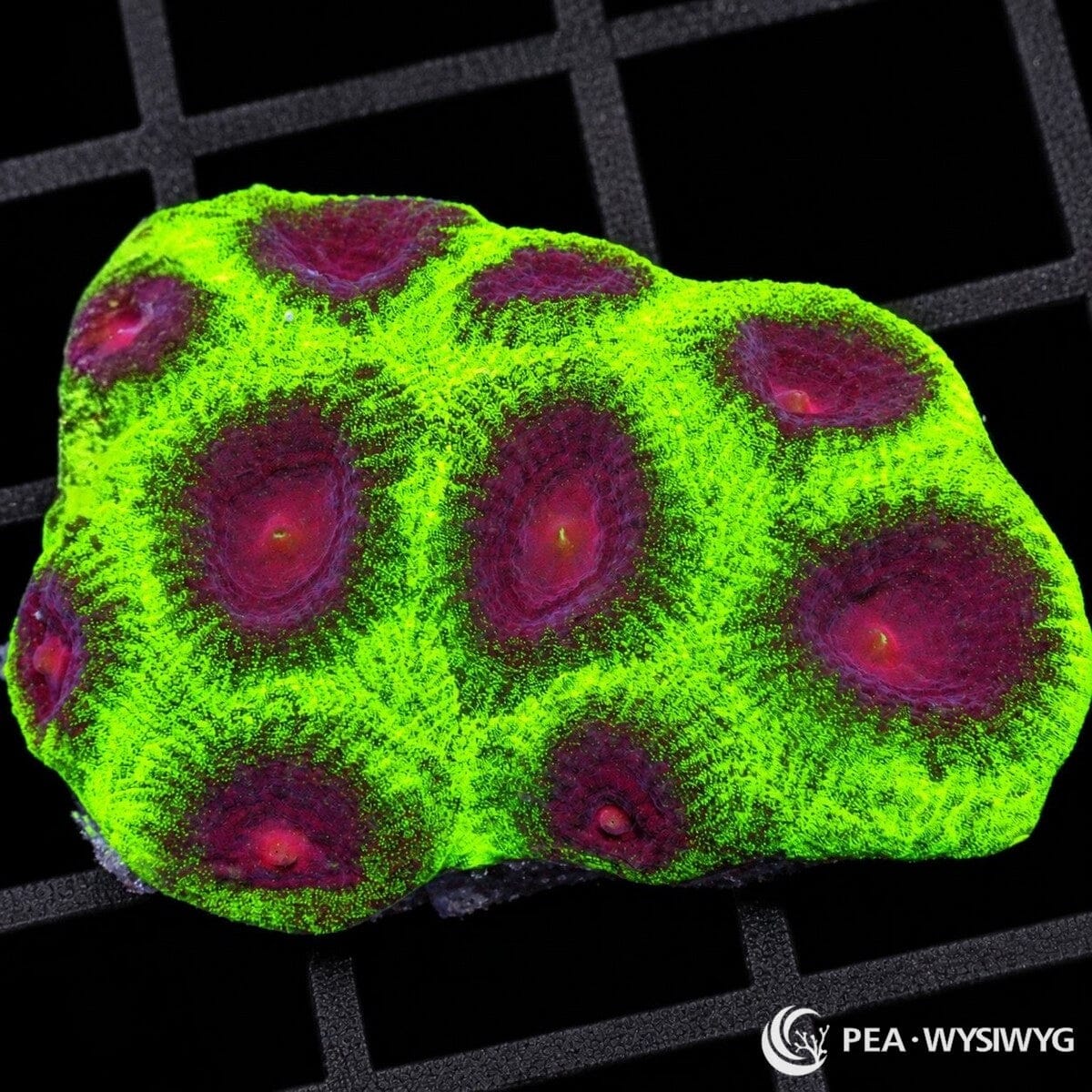 Christmas Favia Dipsastraea sp. coral with intensely fluorescent green tissue surrounding deep burgundy-magenta corallite centers