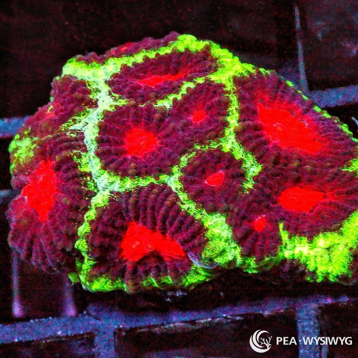 Christmas Favia coral WYSIWYG frag with red mouths, green tissue, and contrasting holiday color pattern