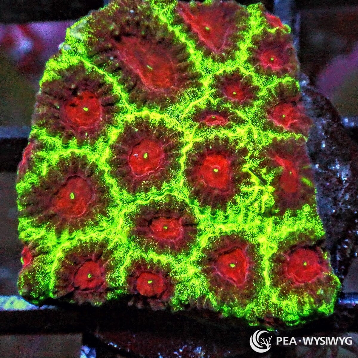 Christmas Favia Dipsastraea sp. WYSIWYG coral frag with bright green tissue, red corallite centers, and colorful encrusting stony coral growth
