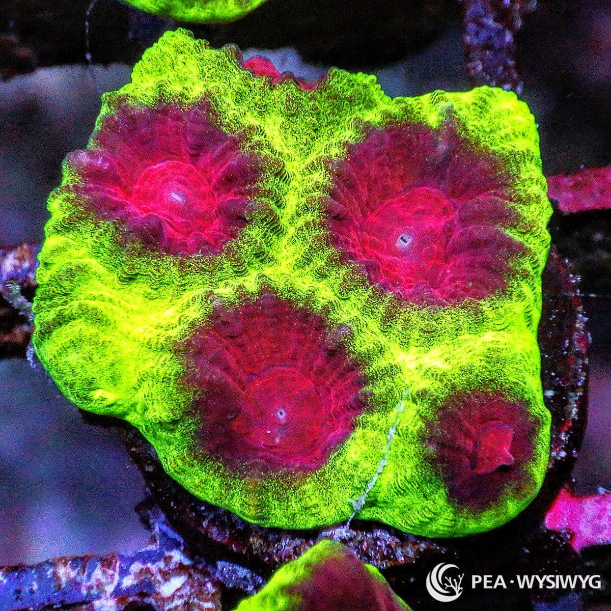 Christmas Favia coral with bright green rim and deep red centers, WYSIWYG under $25 LPS coral frag from Pacific East Aquaculture