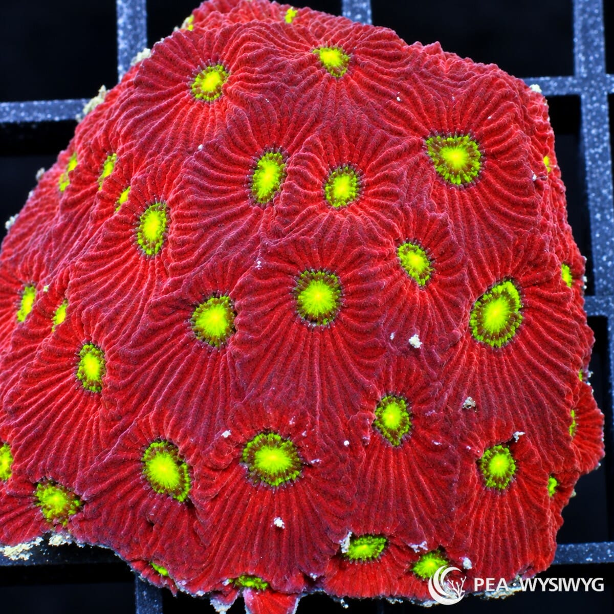 Christmas War Coral Favites Favites sp. WYSIWYG coral with deep crimson-red tissue and fluorescent yellow-green centers