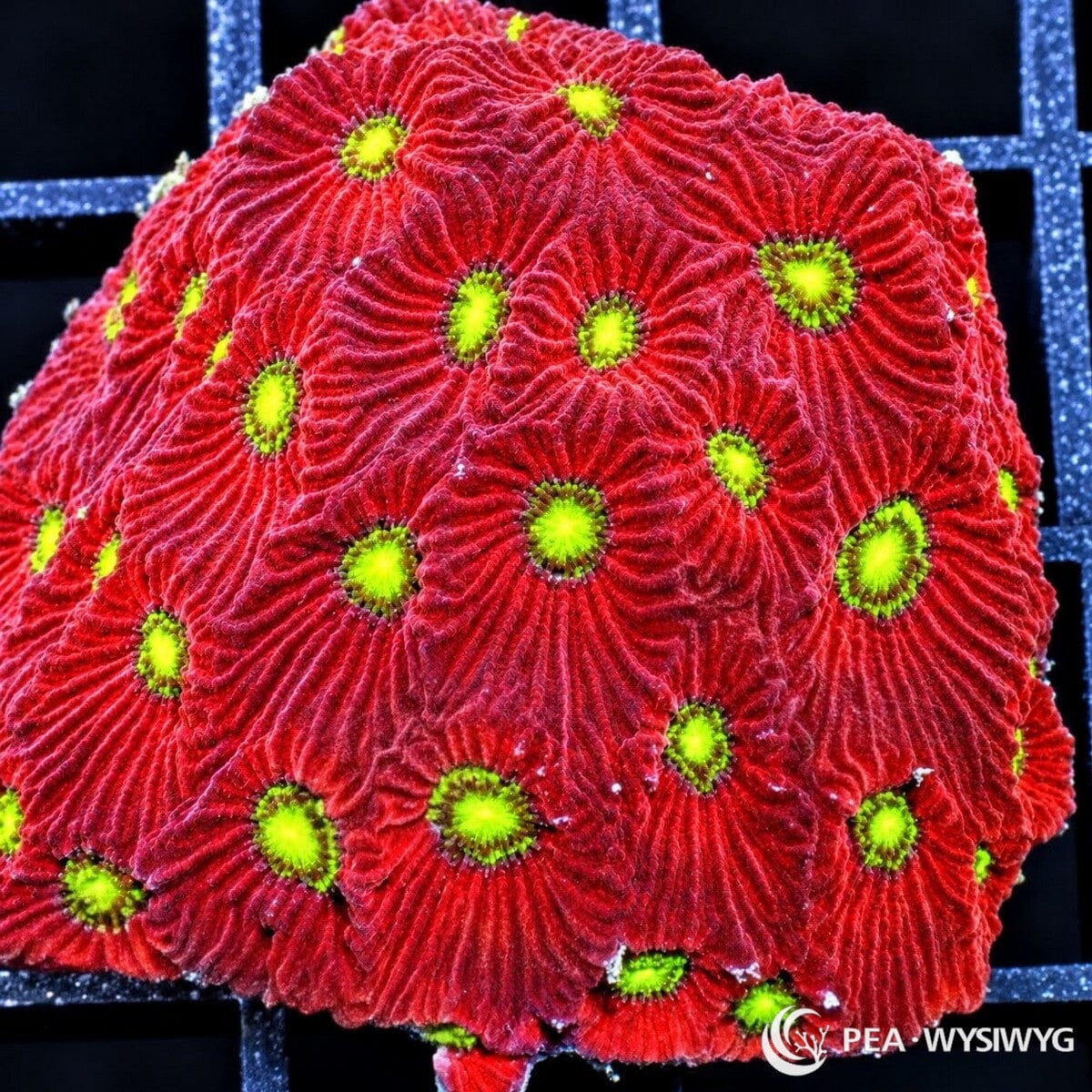 Christmas War Coral Favites Favites pentagona with vivid crimson-red corallites, pronounced radial ridges, and fluorescent yellow-green centers