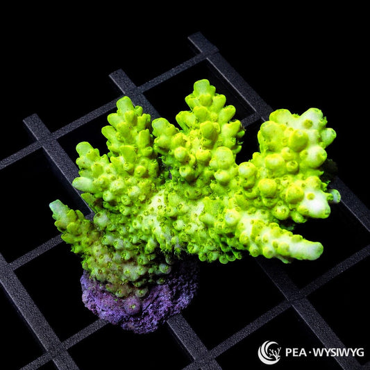 Chunky Lemon Lime Acropora SPS coral WYSIWYG frag with bright yellow green branching growth