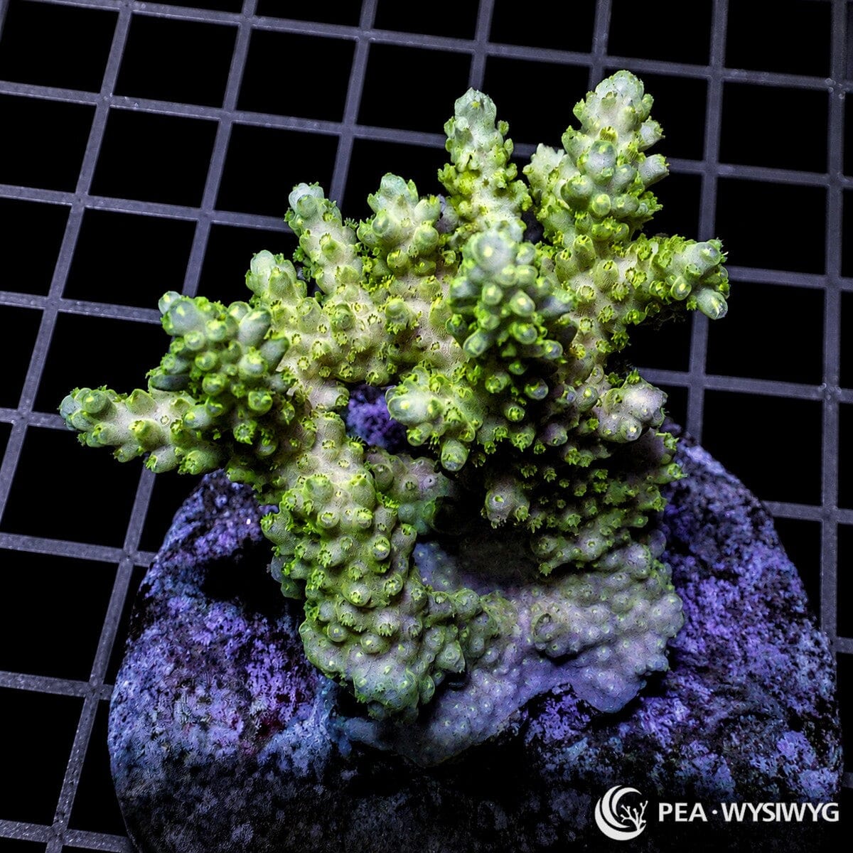 Chunky Lime Table Acropora SPS coral WYSIWYG frag with lime green table growth