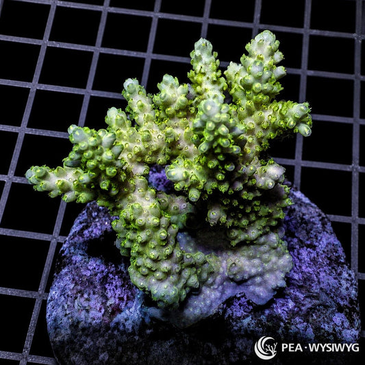 Chunky Lime Table Acropora SPS coral WYSIWYG frag with lime green table growth