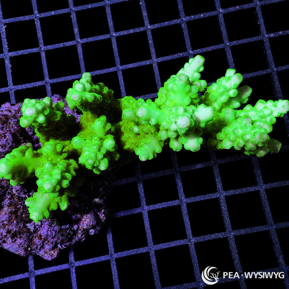 Chunky Neon Green Acropora SPS coral WYSIWYG frag with bright green branching growth