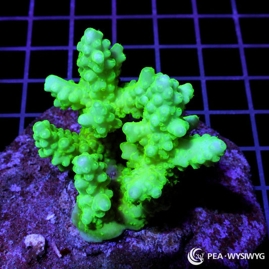 Chunky Neon Lime Acropora SPS coral WYSIWYG frag with glowing lime green branches