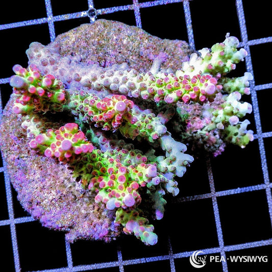 Chunky Neon Shortcake Acropora SPS coral WYSIWYG frag with pink and green coloration