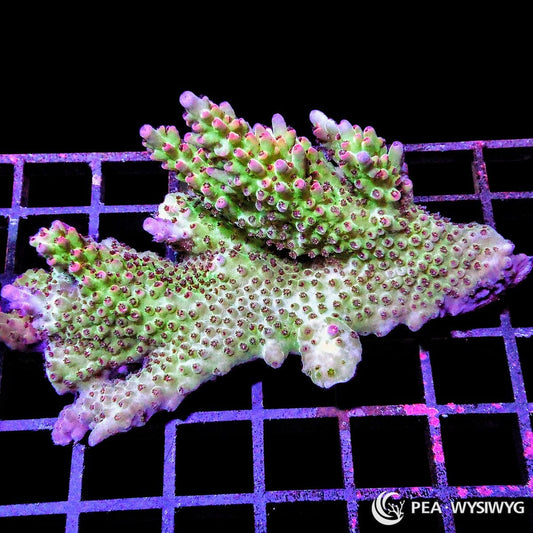 Chunky Neon Shortcake Acropora SPS coral WYSIWYG frag with green body and pink tips