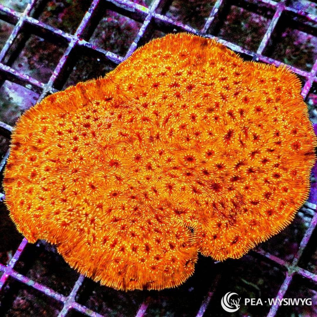 Chunky Orange Pavona Maldivensis WYSIWYG coral frag with bright orange plating growth and detailed textured polyps