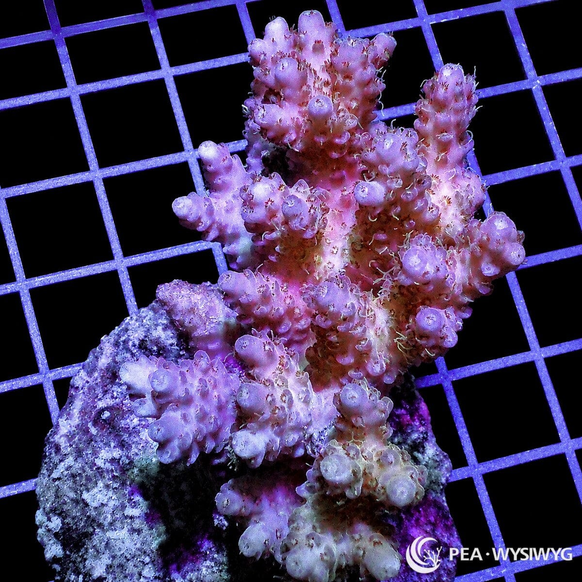 Chunky Pink Table Acropora SPS coral WYSIWYG frag with table branching growth