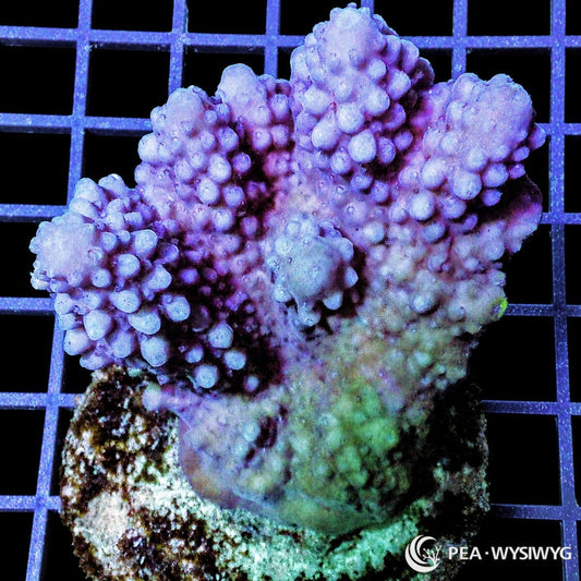 Chunky Purple Acropora SPS coral WYSIWYG frag with purple branching growth