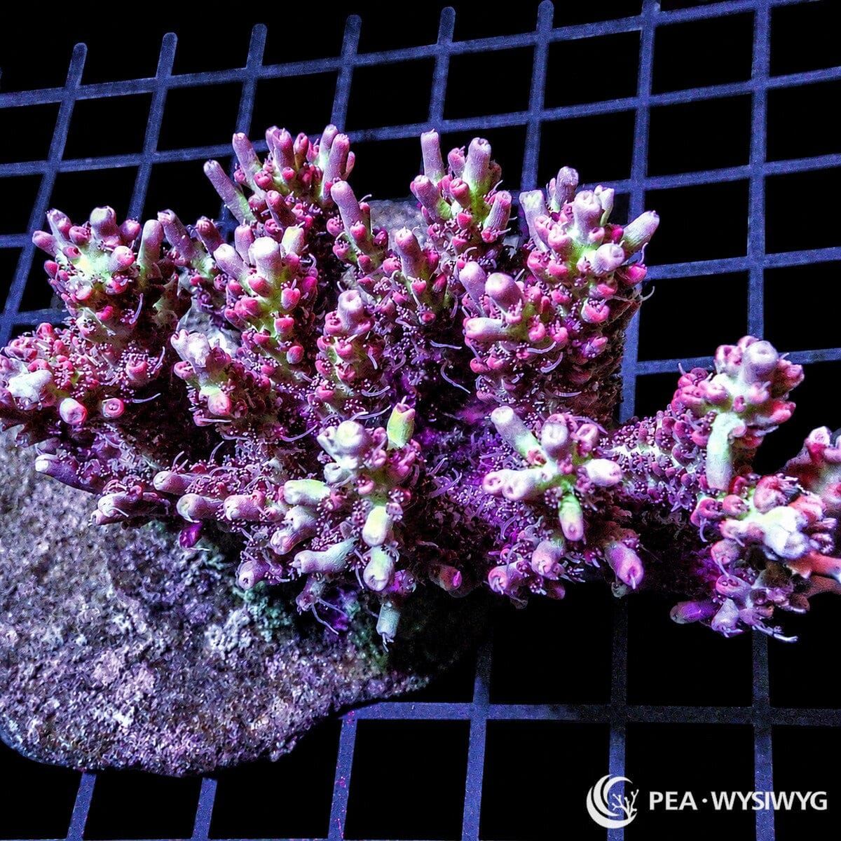 Chunky Red Devil Acropora SPS coral WYSIWYG frag with red branching growth