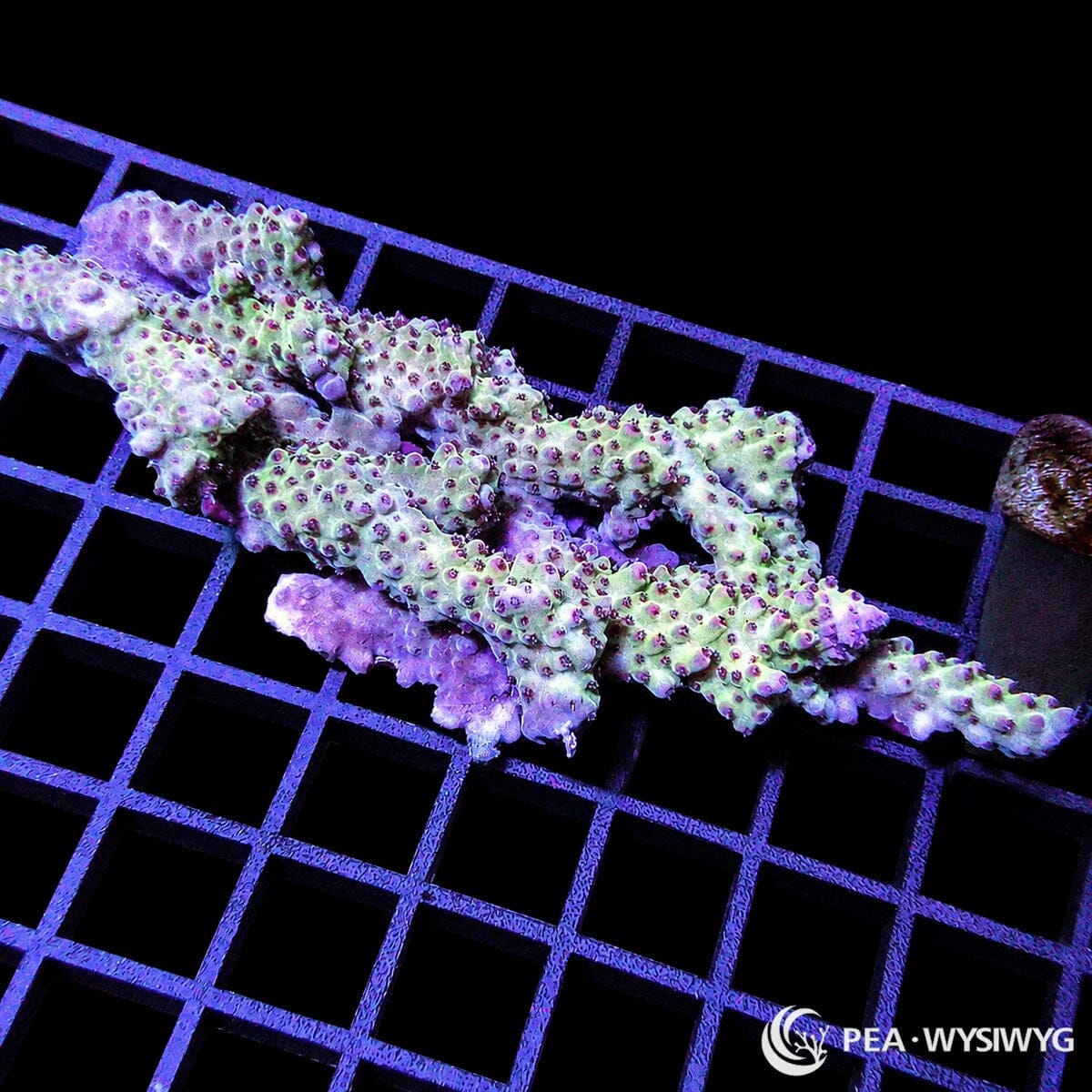Chunky Red Polyp Acropora SPS coral WYSIWYG frag with red polyps and branching growth