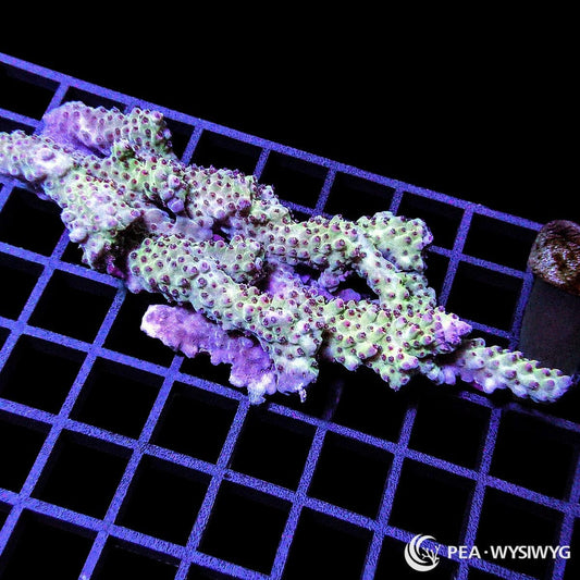 Chunky Red Polyp Acropora SPS coral WYSIWYG frag with red polyps and branching growth