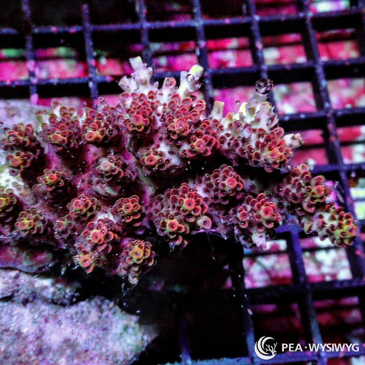 Chunky Red Table Acropora Acropora sp. WYSIWYG coral frag with red pink branching growth, pale tips, and compact table structure