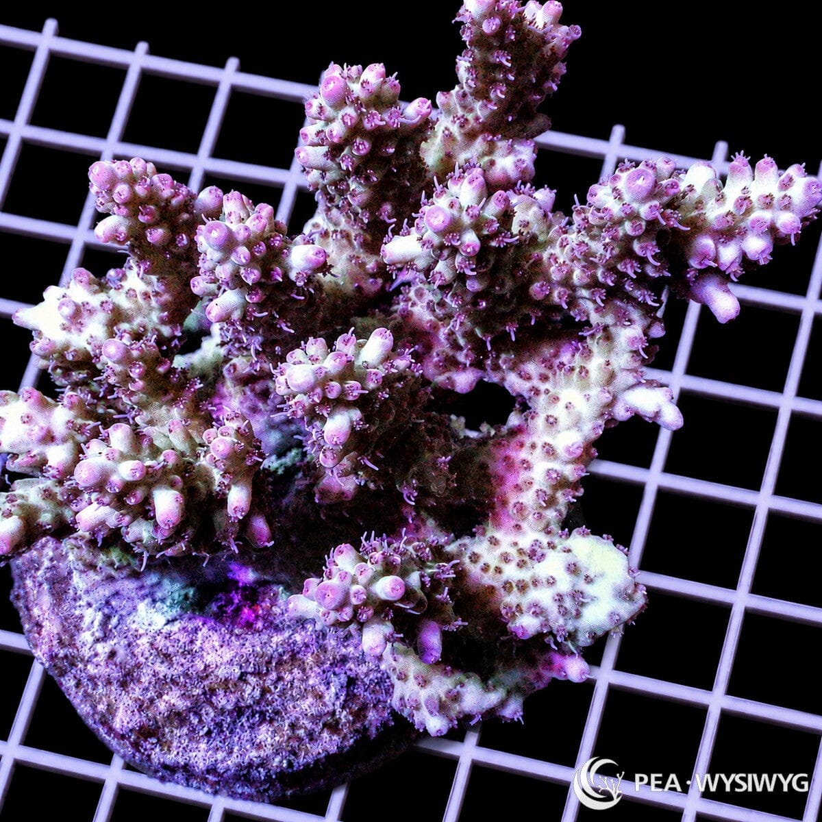 Chunky Ruby Fuzzball Acropora SPS coral WYSIWYG frag with fuzzy red pink polyps