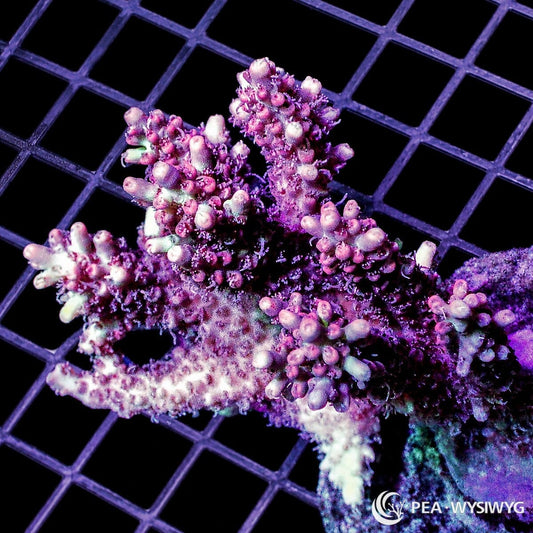 Chunky Ruby Fuzzball Acropora SPS coral WYSIWYG frag with ruby pink branches and fuzzy polyps