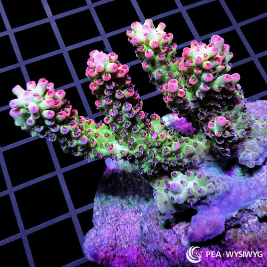 Chunky Strawberry Shortcake Acropora SPS coral WYSIWYG frag with pink coralites and green branching growth