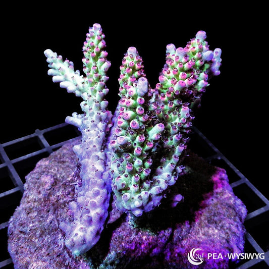 Chunky Strawberry Shortcake Acropora SPS coral WYSIWYG frag with green branches and pink coralites