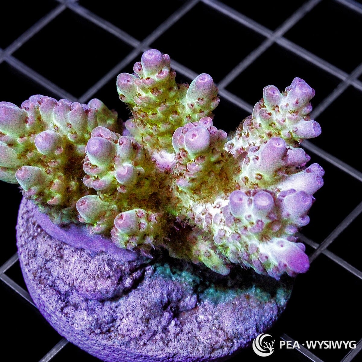 Chunky Violet Tip Table Acropora SPS coral WYSIWYG frag with green base and violet tips