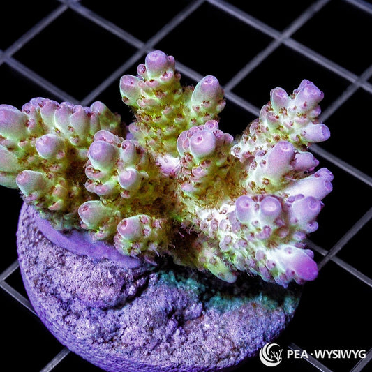 Chunky Violet Tip Table Acropora SPS coral WYSIWYG frag with green base and violet tips