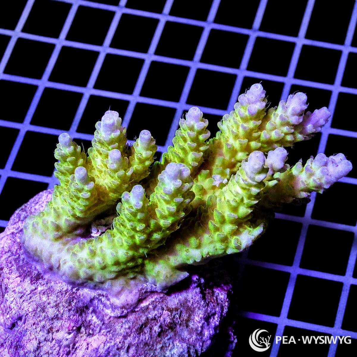 Chunky Violet Tip Table Acropora SPS coral WYSIWYG frag with lime green body and violet tips