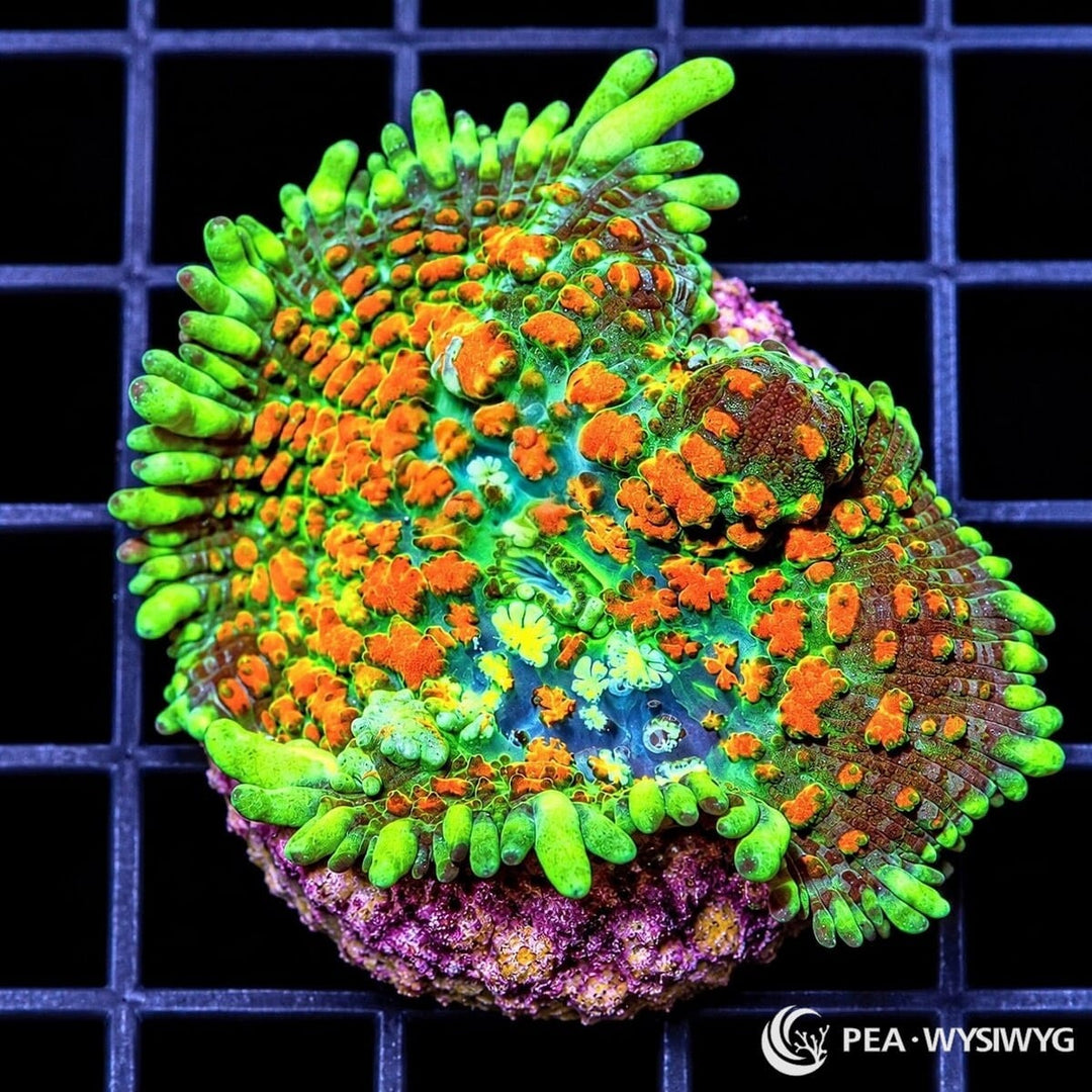 Circus Clown Fancy Rhodactis Mushroom Rhodactis sp. WYSIWYG coral with fluorescent green, vivid orange, turquoise-blue, and maroon coloration
