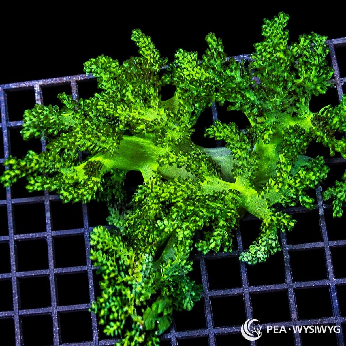 Bright Green Cladiella Tree Leather soft coral colony WYSIWYG with branching green growth